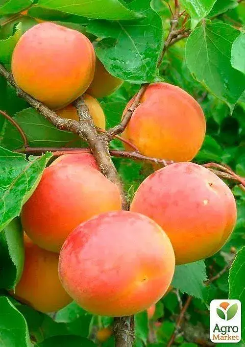 Саженец Agro-Market Абрикос Киото (летний сорт, средний срок созревания) 1 шт. в упаковке (39860) - фото 4