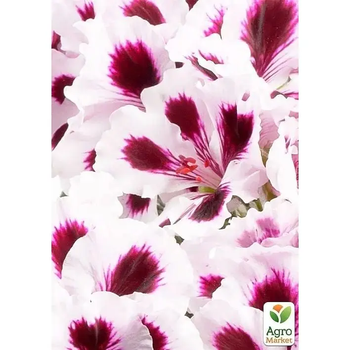 Саженец Agro-Market Королевская Пеларгония Aristo Purple Stripes (контейнер №10 высота 10-20 см) (177144) 1 шт. в упаковке - фото 2