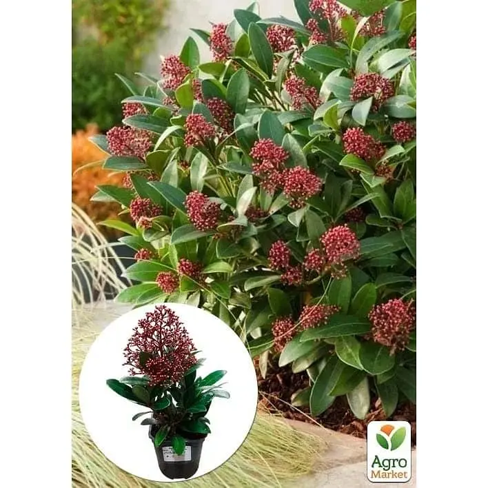 Саджанець Agro-Market Скіммія японська Rubella висота рослини 20-30 см (183003) 1 шт. в упаковці Нідерланди - фото 3