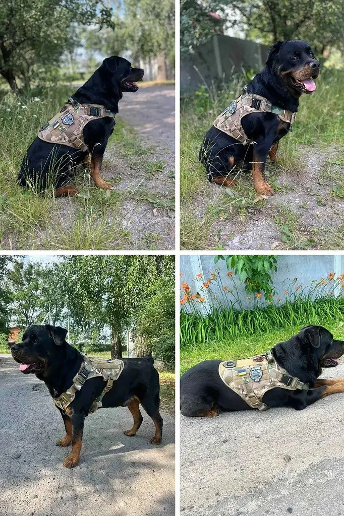 Шлейка для собак Tactical K9, металева пряжка фастекс і система MOLLE Камуфляж, L - фото 8