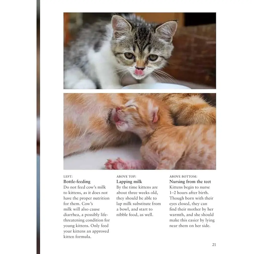 Kittens – Олдертон Дэвид - фото 3