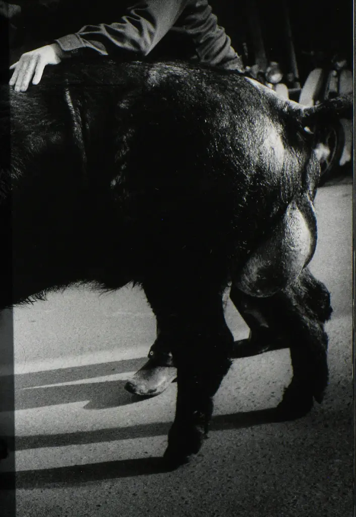 Daido Moriyama. The World through My Eyes - - фото 4