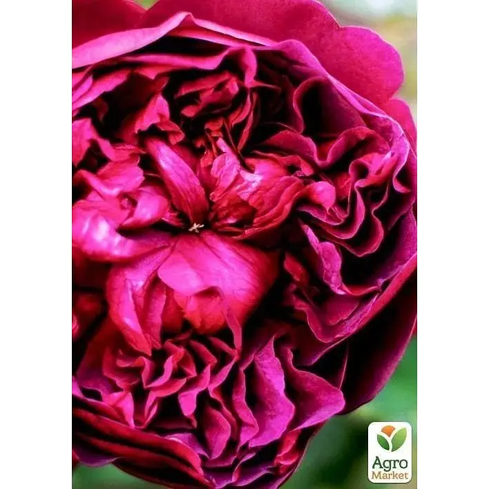 Саджанець Agro-Market Троянда англійська Shakespeare (клас АА +) вищий сорт (17382) 1 шт. - фото 3