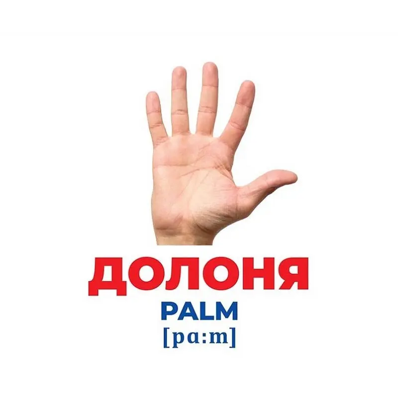 Набір розвиваючих карток Геній з пелюшок "Будова структура" Ранок 10107202, 17 карток - фото 3