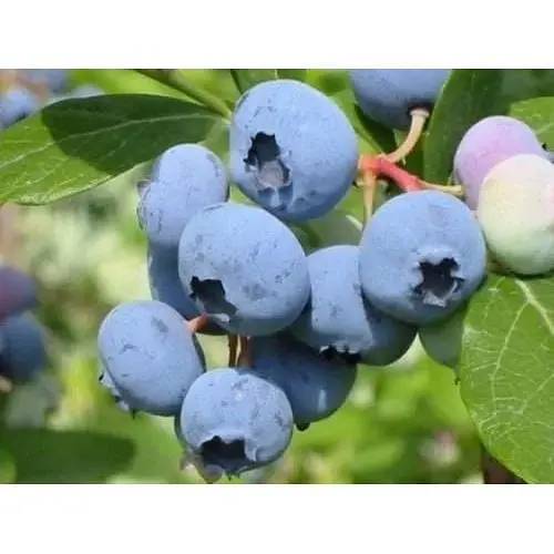 Саджанець Agro-Market Лохина (чорниця садова) Річка (середній термін дозрівання, один з найпопулярніших сортів) 1 шт. в упаковці (46160) - фото 4