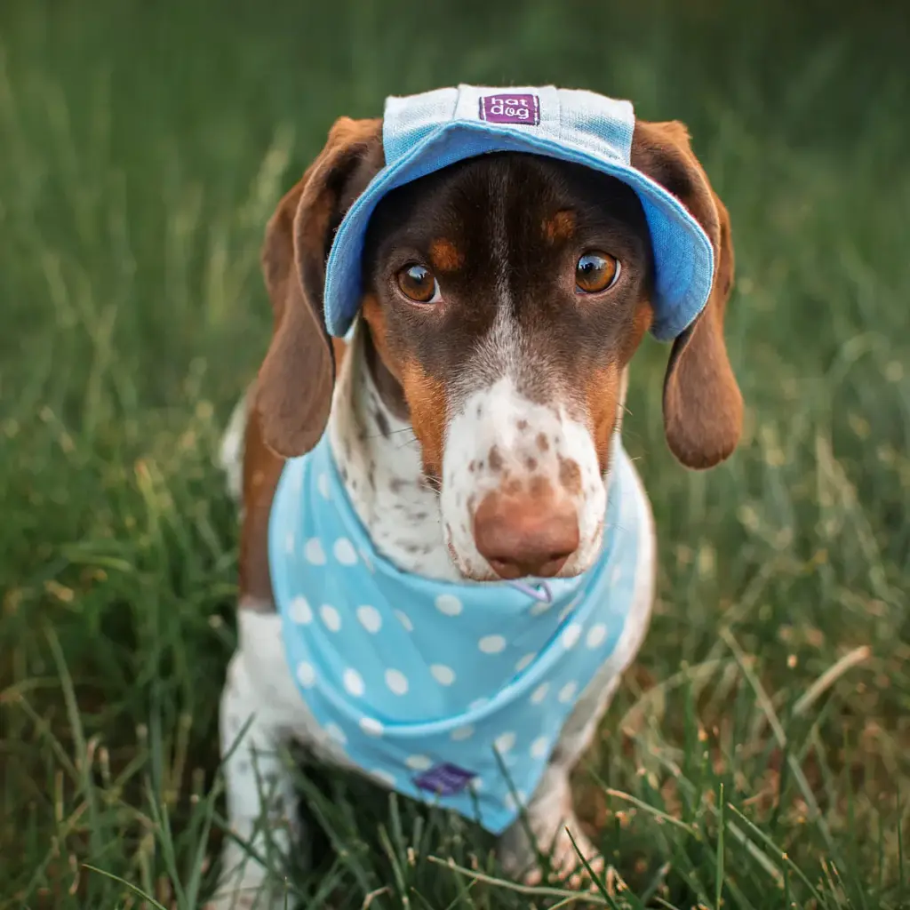 Панама для собак Hat-Dog ніжно-блакитна (S) - фото 2