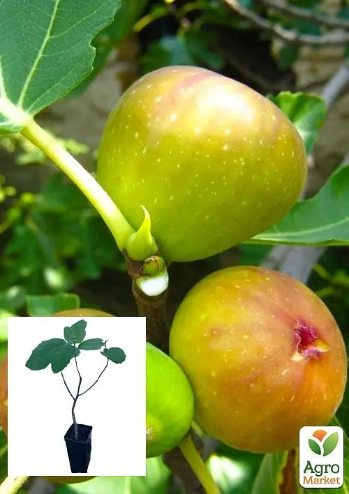 Саженец Agro-Market Инжир Кордеро золотистый 2 летний (ремонтантный, ранний сорт) 1 шт. в упаковке (52636) - фото 3