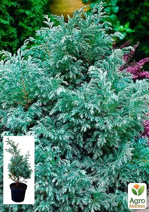 Саженец Agro-Market Кипарисовик горохоплодный Boulevard S3 высота 20-30 см 1 шт. в упаковке (62740) - фото 2