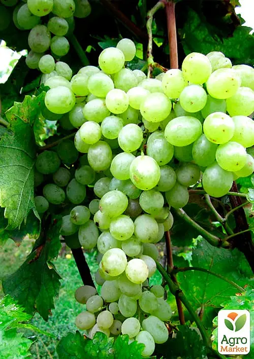 Саджанець Agro-Market Виноград Афродіта (кишмиш, середньо-ранній термін дозрівання, солодкий) 1 шт. в пакуванні (48706) - фото 2