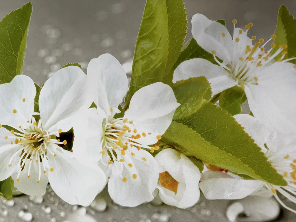 Вінілова наклейка на стіл Квіти яблуні Краплі води самоклеюча Сірий 60х120 см Happy Pocket Z181861 - фото 8