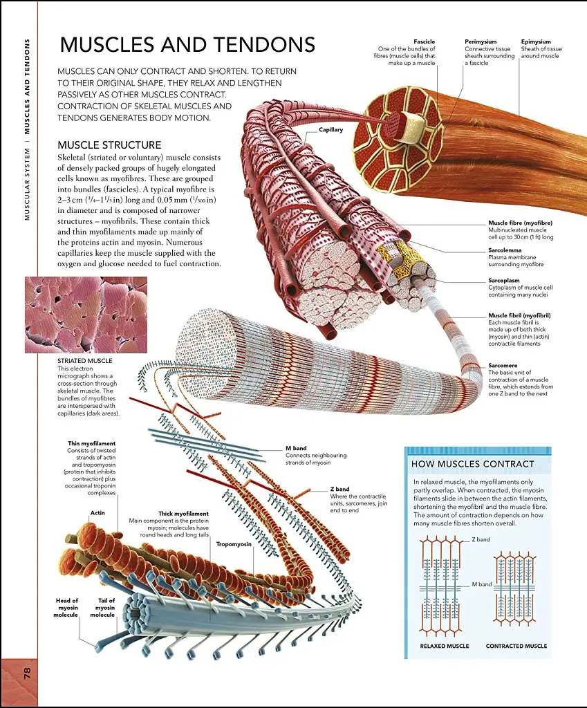 The Human Body Book - фото 4