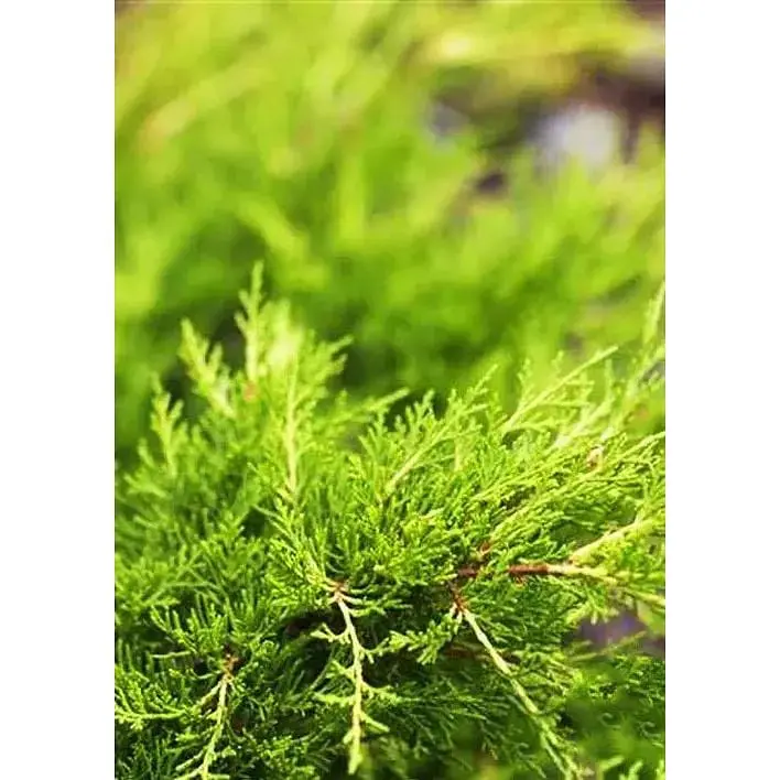 Саджанець Agro-Market Ялівець середній Gold Coast (ком/сітка) діаметр 100-120 см 1 шт. в упаковці (184151) - фото 2