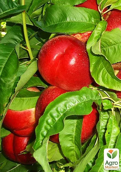 Саджанець Agro-Market Нектарин Мадам Бланшет (лисий персик, середній термін дозрівання) 1 шт. в упаковці (61887) - фото 2