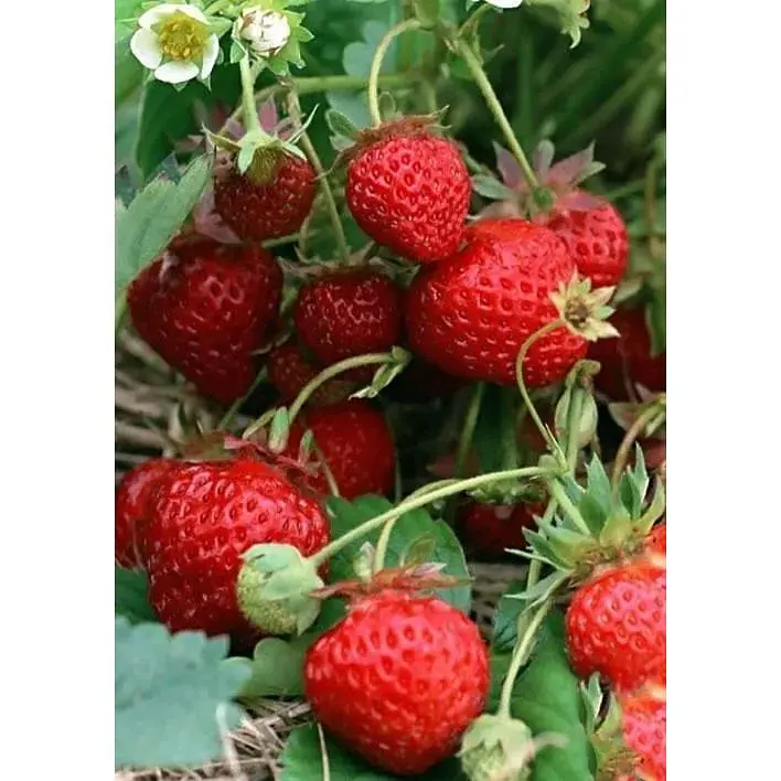 Саженец Agro-Market Клубника Эрос 5шт (средний срок созревания) (37306) - фото 4