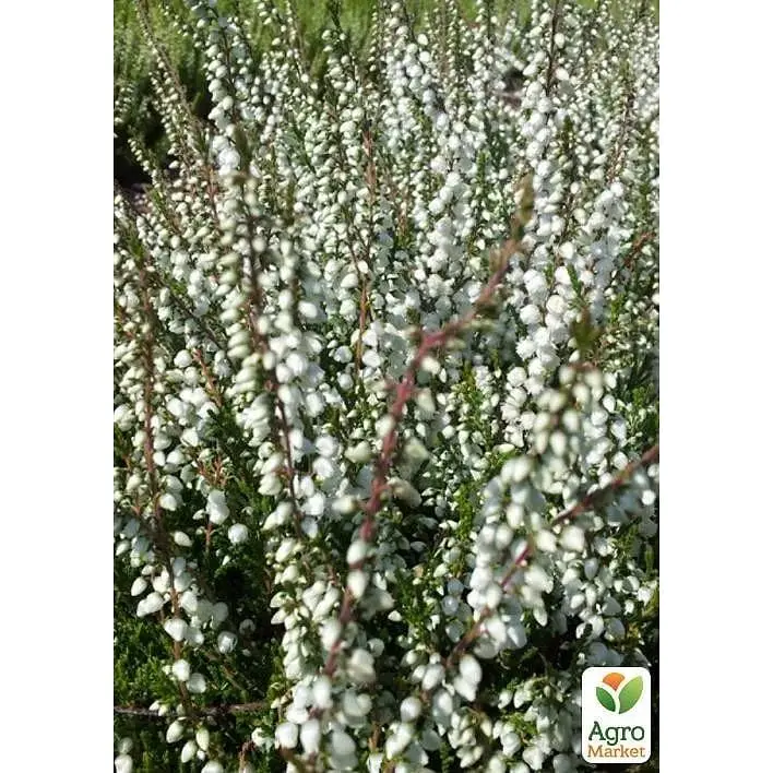 Саджанець Agro-Market Верес звичайний Vivika (44277) 1 шт. в упаковці - фото 3