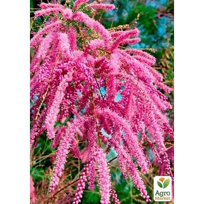 Саджанець Agro-Market Тамарікс гіллястий Pink Cascade (52517) 1 шт. в упаковці - фото 2