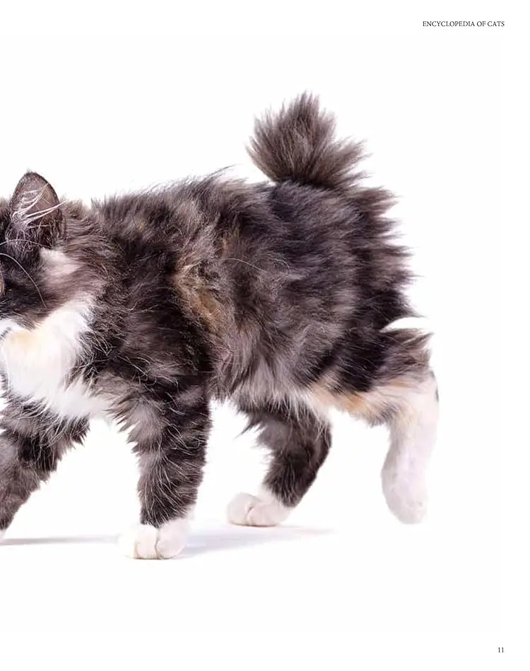 Encyclopedia of Cats - Джуліанна Фотопулос - фото 3