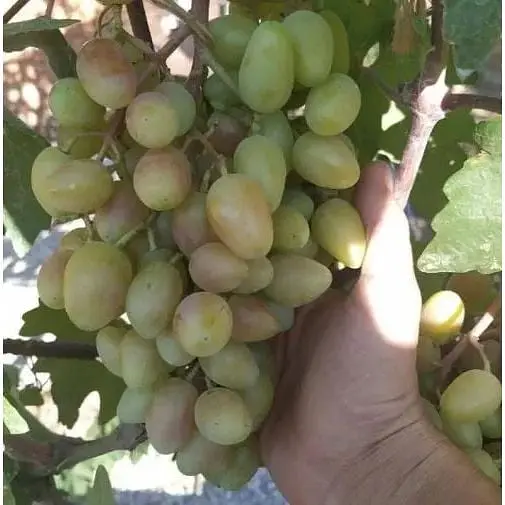 Саджанець Agro-Market Виноград Сенсація (дуже ранній термін дозрівання, довгий період зберігання ягід) 1 шт. в упаковці (19808) - фото 3