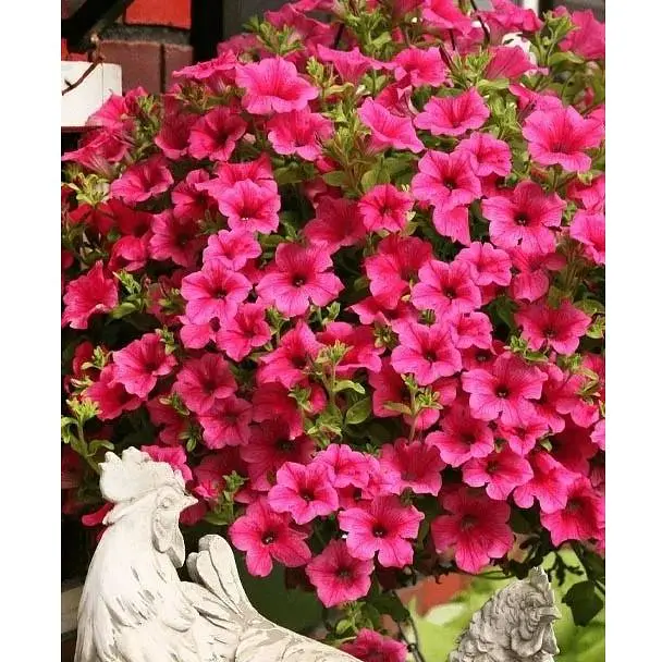 Саженец Agro-Market Сурфиния Giant Hot Pink (контейнер №10, высота 10-15 см) (176684) 1 шт. - фото 2