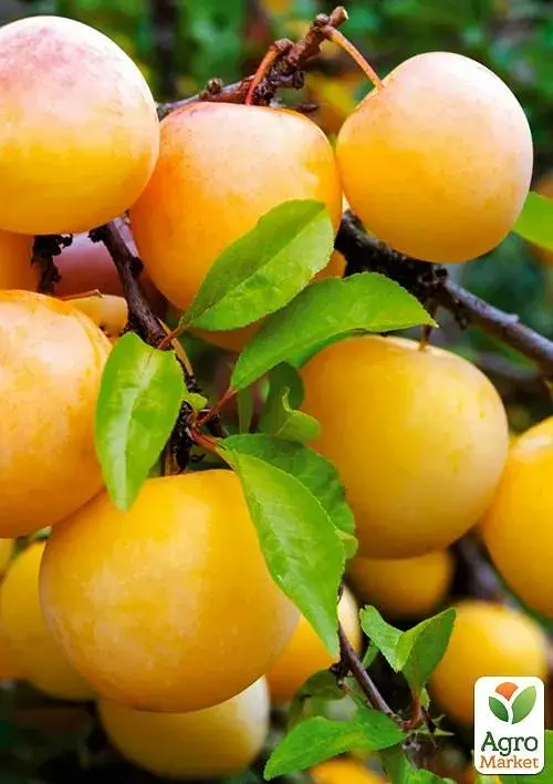 Саженец Agro-Market Слива Медовая Желтая (летний сорт, ранний срок созревания) 1 шт. в упаковке (46224) - фото 2