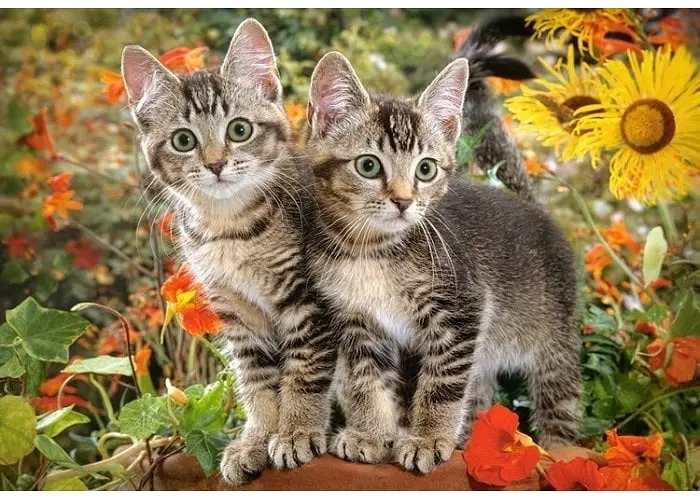 Пазл Castorland Приятелі кошеня 1500 ел. (c-151899) - фото 2