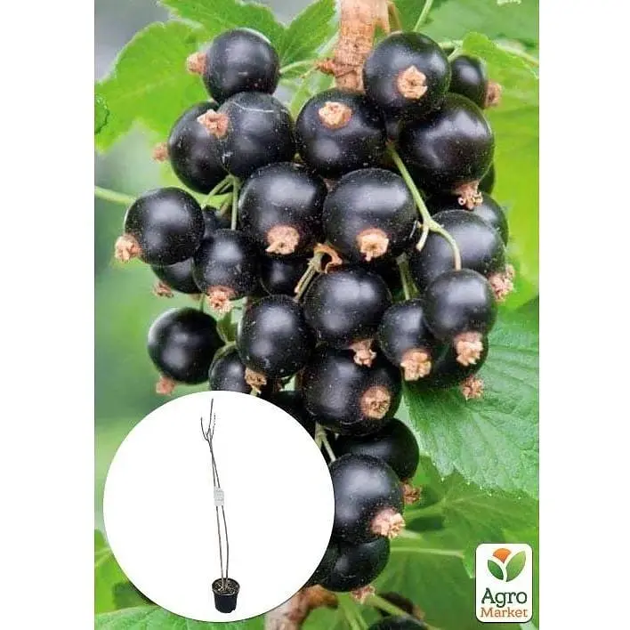 Саженец Agro-Market Смородина на штамбе Black ball вазон С2 (184310) 1 шт. (комнатный) - фото 2