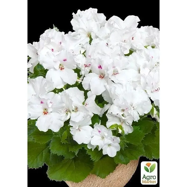 Саджанець Agro-Market Пеларгонія Королівська Aristo Snow (контейнер № 10 висота 10-20 см) (49113) 1 шт. в упаковці - фото 2