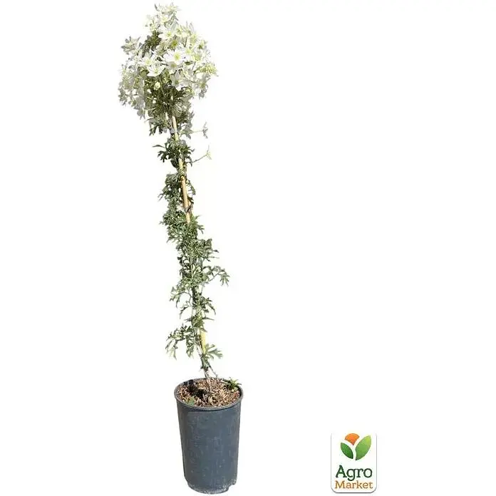 LMTD Клематис Agro-Market Joe 4-летний (высота 90-110см) (185108) 1 саженец в упаковке Нидерланды - фото 3