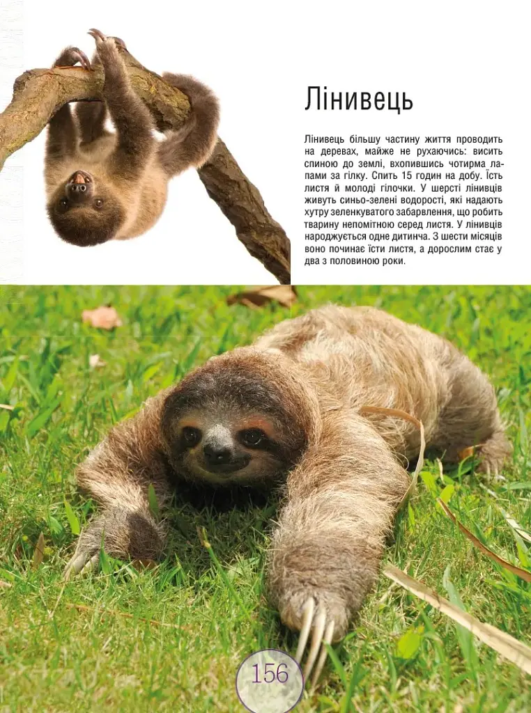Малята-звірята - - фото 12