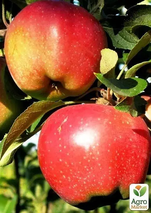 Саженец Agro-Market Яблоня Камео (зимний сорт, поздний срок созревания) 1 шт. в упаковке (25742) - фото 2