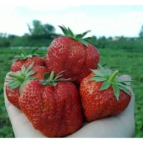 Саджанець Agro-Market Полуниця Гігантелла MAXI 5шт (середньо-пізній термін дозрівання, великоплідний сорт) (37310) - фото 7