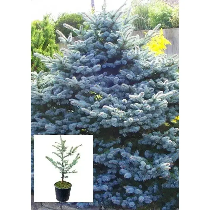 Саджанець Agro-Market Ялина 4-х річна Блакитна Koster S5 висота 45-55 см 1 шт. в упаковці (62777) - фото 2