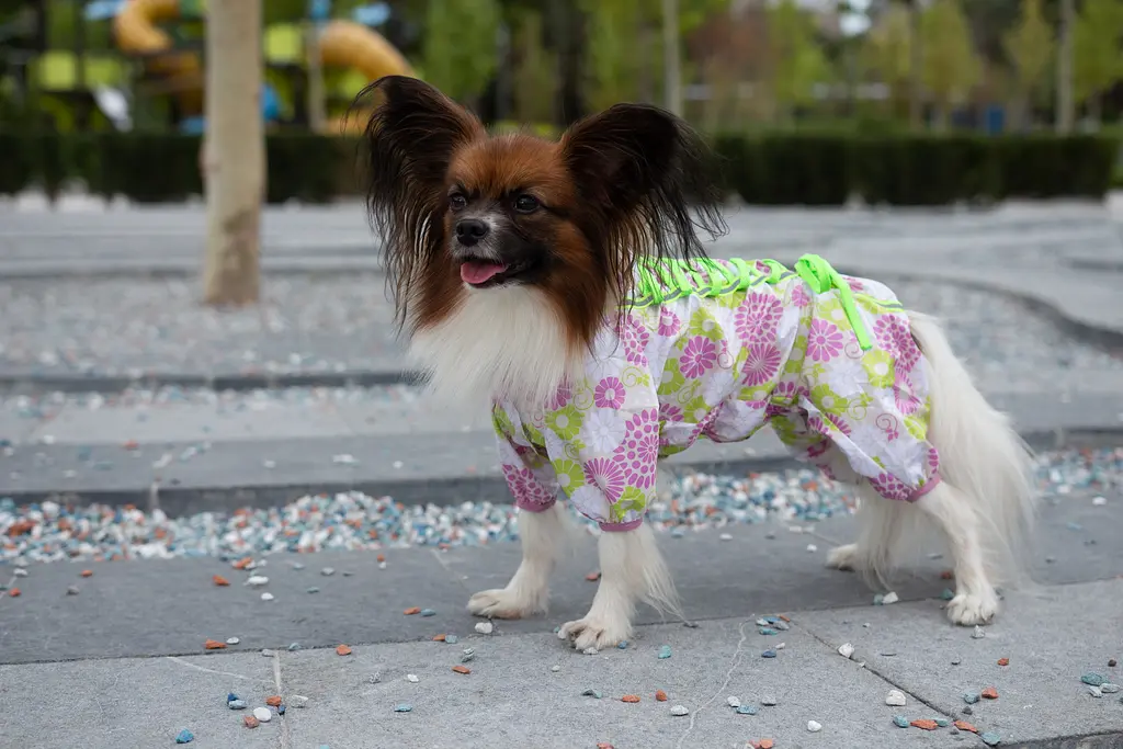Комбінезон Smart Pet Florist - фото 2