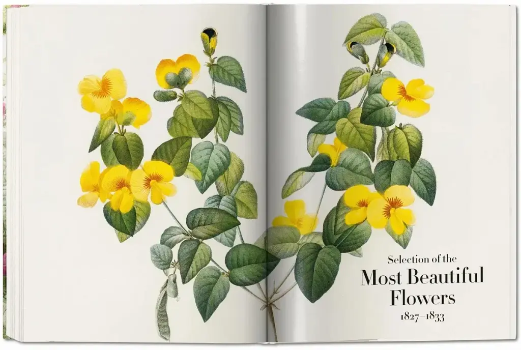 Redoute. The Book of Flowers - фото 7