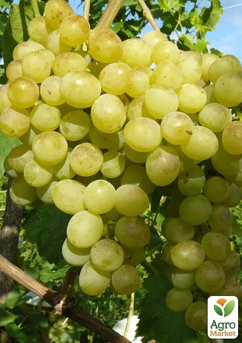 Саджанець Agro-Market Виноград Кристал (дуже ранній, винний) 1 шт. в пакуванні (101846) - фото 2