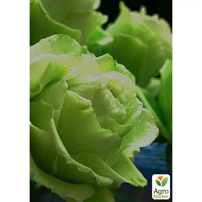 Троянда чайно-гібридна Agro-Market Лімбо (Limbo саджанець класу АА+ вищий сорт 1 шт. в упаковці (36008) - фото 3