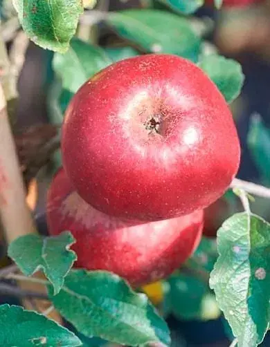 Саджанець Agro-Market Яблуня Джонатан (зимовий сорт, пізній термін дозрівання) 1 шт. в упаковці (25650) - фото 6