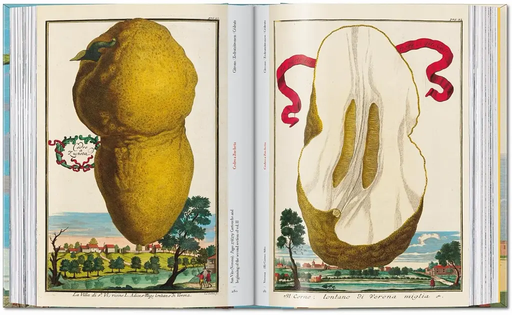 J. C. Volkamer. Book of Citrus Fruits. 45th Edition - фото 13