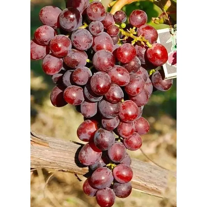 Саджанець Agro-Market Виноград Зоря Несветая (ранній термін дозрівання) 1 шт. в упаковці (44456) - фото 4
