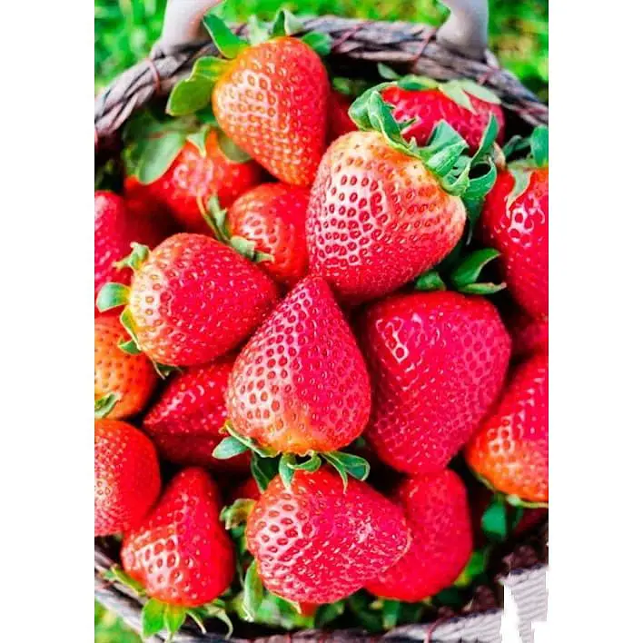 Саджанець Agro-Market Полуниця Спокуса 5шт (ремонтантний сорт один з кращих, ранній термін дозрівання) (44703) - фото 2