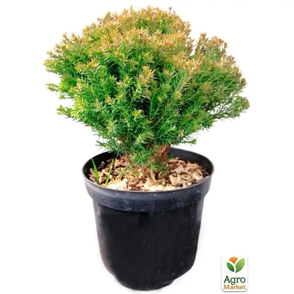 Саженец Agro-Market Туя западная Anniek вазон C1,5 высота 15-20см (102148) - фото 2