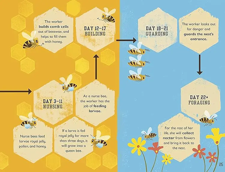 The Bee Book - фото 3