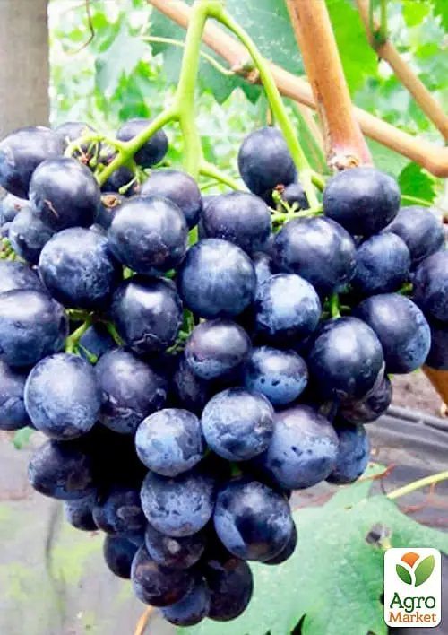 Саджанець Agro-Market Виноград Сфінкс (дуже ранній термін дозрівання) 1 шт. в пакуванні (17702) - фото 2