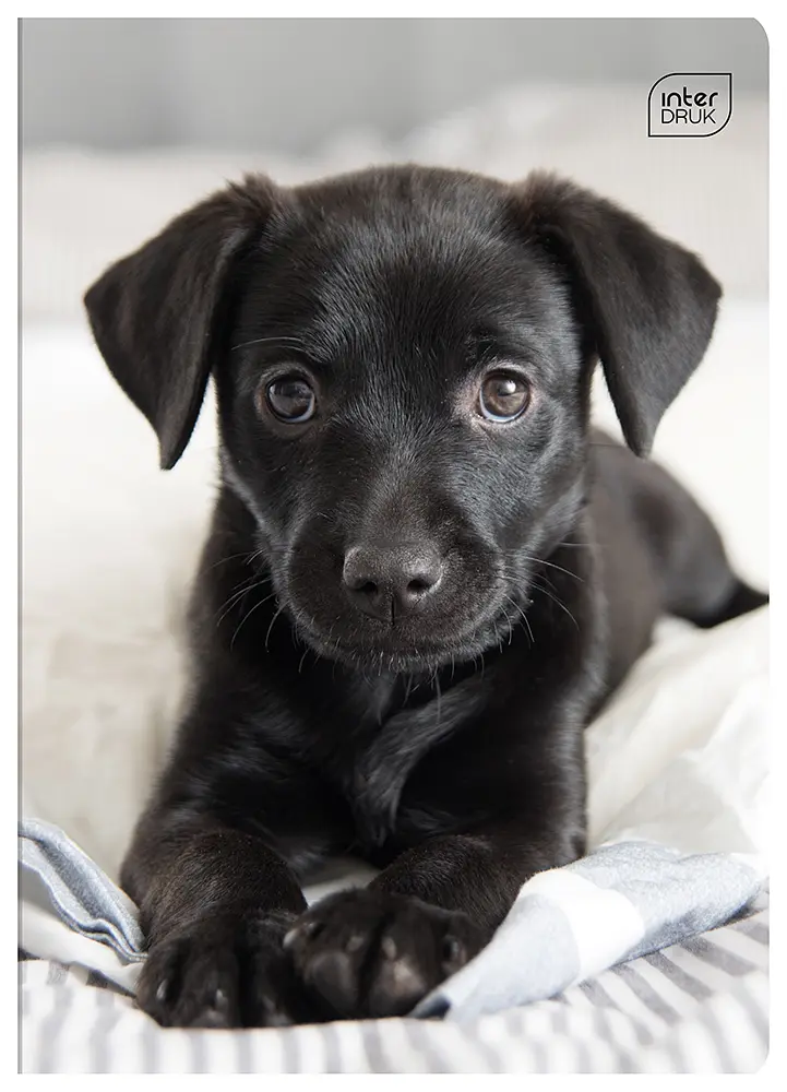 Зошит Interdruk I love pets клітинка A5 12 аркушів 8 шт. (298553-8) - фото 3