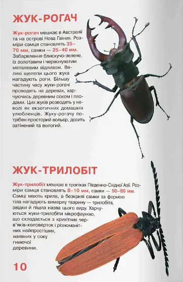 Велика книжка. Жуки - Олег Зав'язкин - фото 4