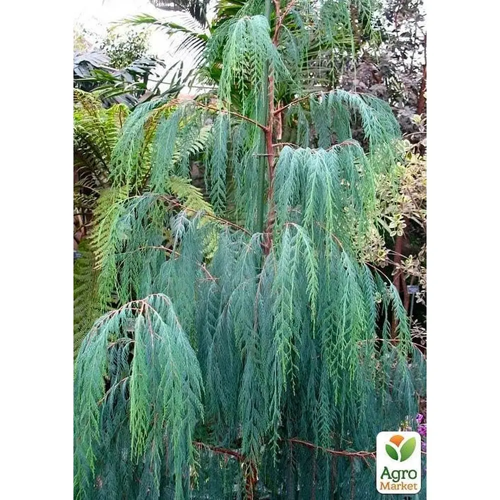 Саджанець Agro-Market Кипарис Кашмірський (Cupressus Cashmeriana) контейнер Р9 (49257) - фото 4