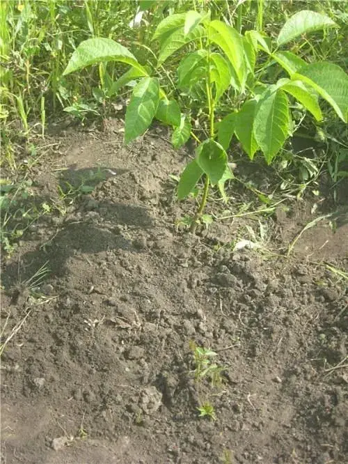 Саджанець Agro-Market Волоський горіх Кочерженко (ранній термін дозрівання) 1 шт. в упаковці (35900) - фото 5