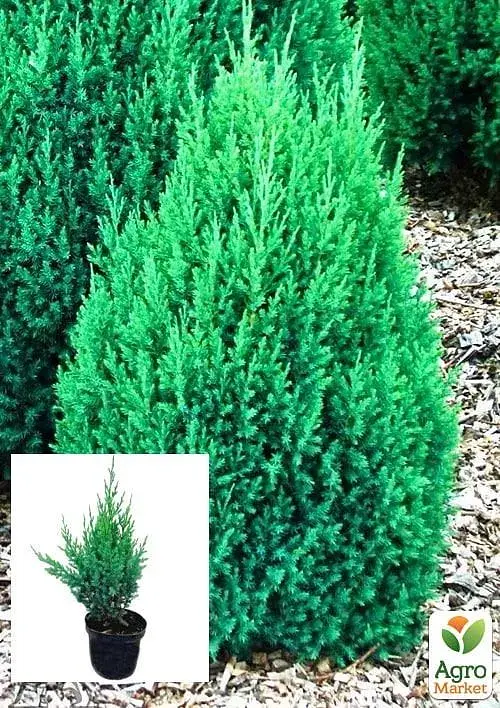 Саженец Agro-Market Можжевельник китайский 3-летний Stricta S3 высота 30-40 см 1 шт. в упаковке (62788) - фото 2