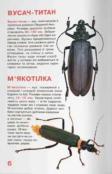 Велика книжка. Жуки - Олег Зав'язкин - фото 3