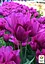 Тюльпан "Night Club" (багатоквітковий) (186166) 2 шт - мініатюра 2